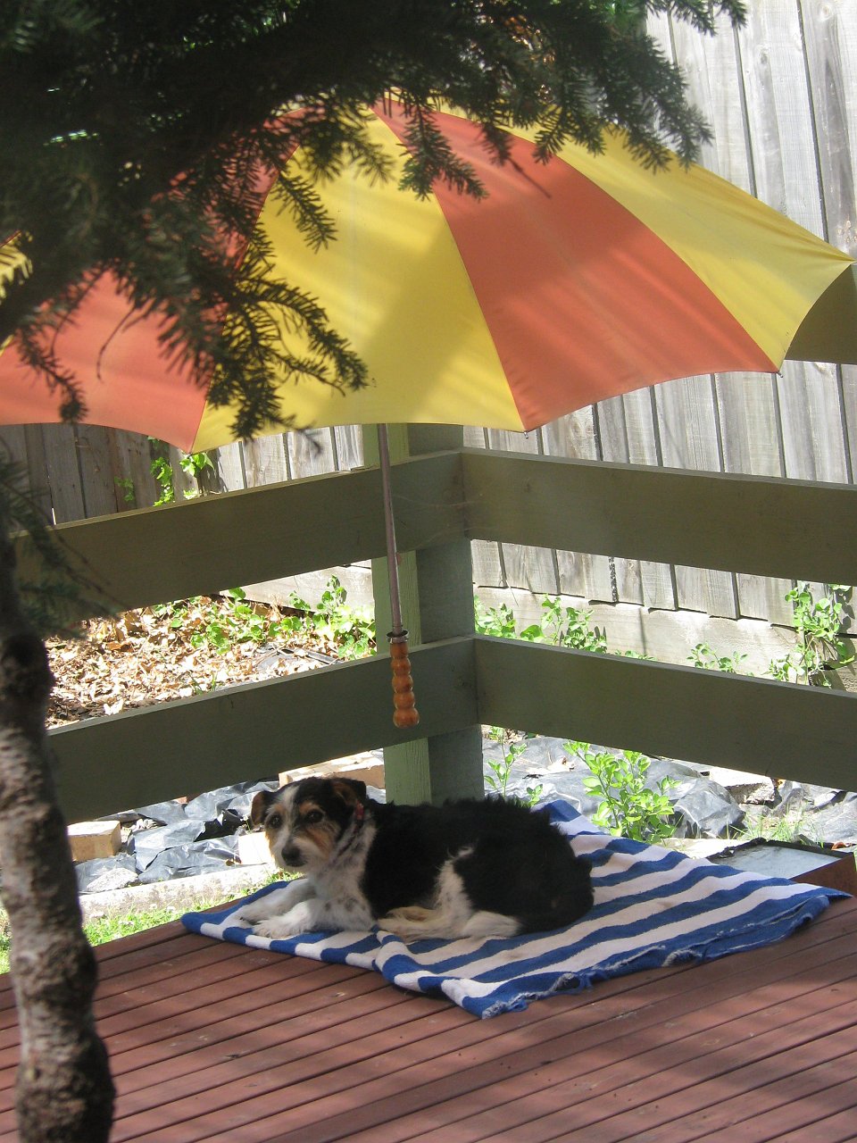 aussie dog on the verandah during a bbq.JPG